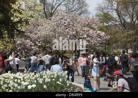 Brooklyn Botanic Garden Cherry Blossom Festival Everything You