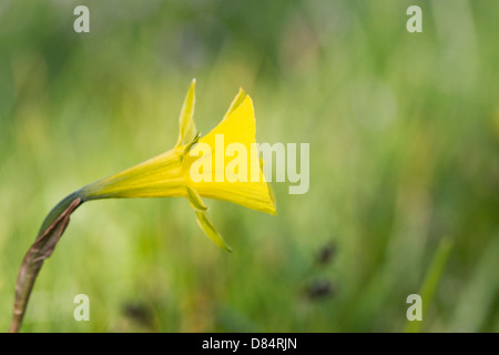 Narcissus bulbocodium. Hoop petticoat daffodil. Stock Photo