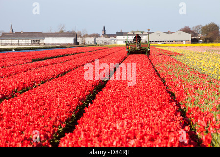 A farmer taking the heads of tulips with a specialist machine in tulip fields near Keukenhof gardens, Lisse, Netherlands.