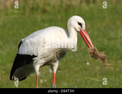 Very detailed close-up of an adult male White Stork (Ciconia ciconia) collecting nesting material Stock Photo