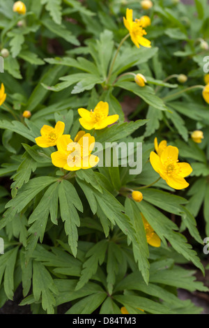 Yellow wood anemone Stock Photo