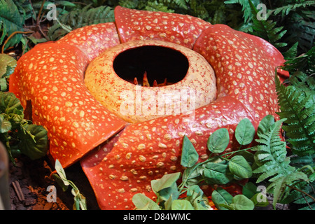 Meat flower, rafflesia Arnoldii, parasitic flowering plant Stock Photo