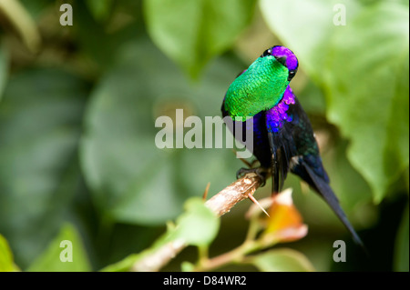 violet crowned woodnymph hummingbird perched on a branch in Costa Rica, Central America Stock Photo