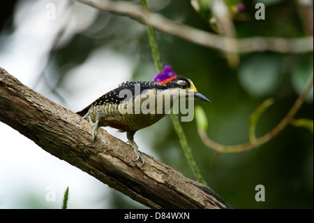 black cheeked woodpecker perched on a leaf in a marsh in Costa Rica, Central America Stock Photo