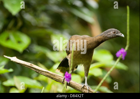 Grey-headed Chachalaca perched on a leaf in a marsh in Costa Rica, Central America Stock Photo