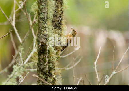 Ruddy Treerunner bird perched on a branch in Costa Rica, Central America Stock Photo