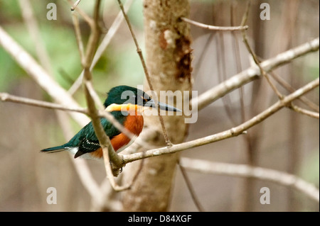 American Pygmy Kingfisher perched on a branch on a tree along a mangrove in Costa Rica, Central America