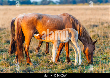 New Forest Ponies and Foal. Owned by the commoners of the forest who have the right to allow their animals to roam freely Stock Photo
