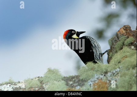 Acorn Woodpecker perched on a branch on a tree in Costa Rica, Central America Stock Photo