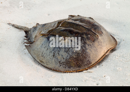A horsehoe crab sitting on the beach. Stock Photo