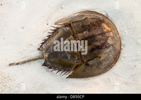 A horsehoe crab sitting on the beach. Stock Photo