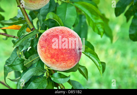 This is a juicy, fresh and ripe peach, still growing on the tree, ready to be harvested. Stock Photo