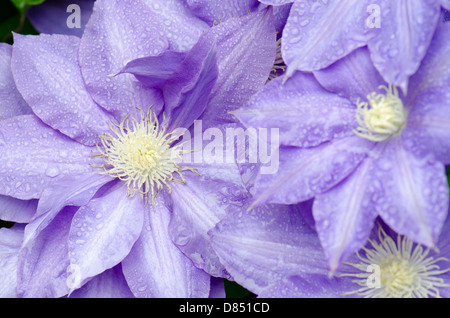 Closeup of purple Clematis blooms after a rain. Oklahoma, USA. Stock Photo