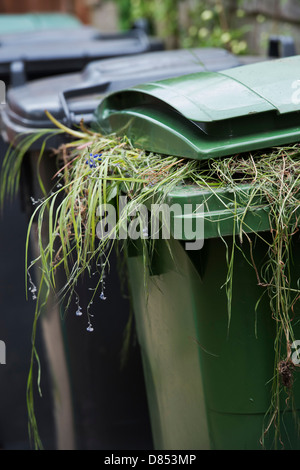 Garden waste in a green wheelie bin. England Stock Photo