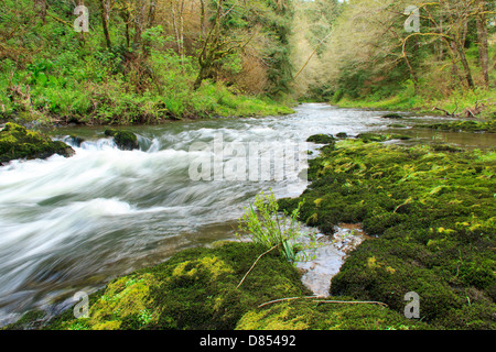 41,378.08521 Beautiful water landscape with low and wide-angle view of the Nestucca River rapids flowing through a spring forest Stock Photo