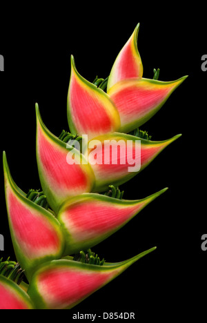 Tropical Heliconia flower isolated on black background Stock Photo