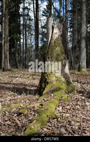Forest Park tree stump in Elistvere Animal Park, Estonia EU Stock Photo