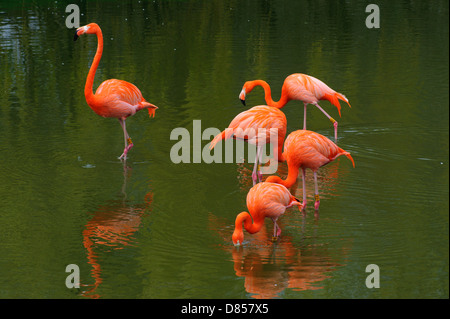 Five flamingos feeding in a pool Stock Photo