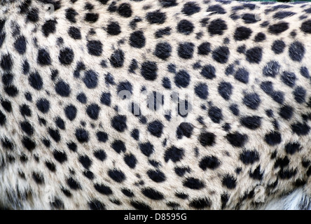 Abstract background of real cheetah fur Stock Photo