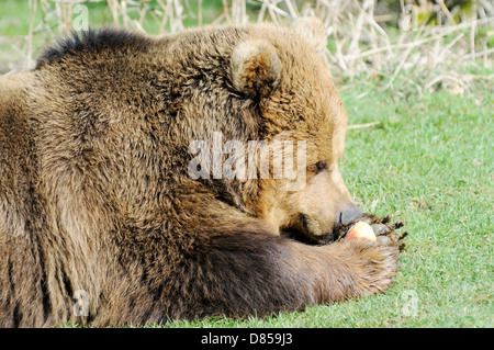 Closeup of brown bear eating apple profile closeup Stock Photo