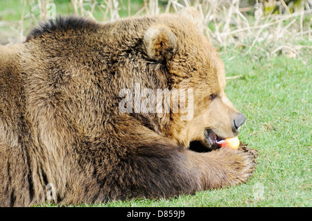 Brown bear in sunshine eating apple closeup profile Stock Photo