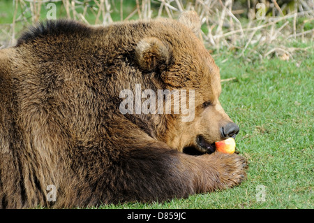 Closeup profile of brown bear feeding on apple in sunshine Stock Photo