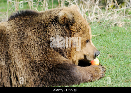 Closeup profile of hungry brown bear eating an apple Stock Photo