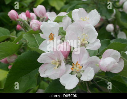 Bramley Apple Blossom, beautiful pink buds that form paler pink blossom with dark green serrated leaves. Stock Photo