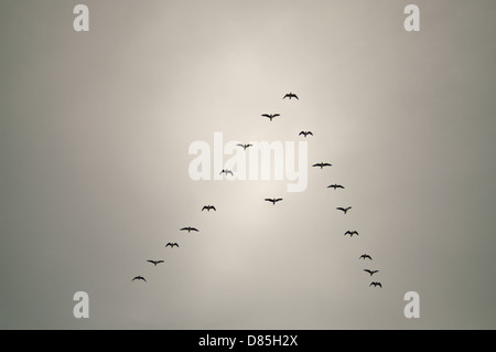Birds in arrow formation with one bird out of line conceptual Stock Photo