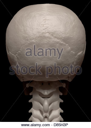 Digital medical illustration: Posterior (back) view of human skull ...