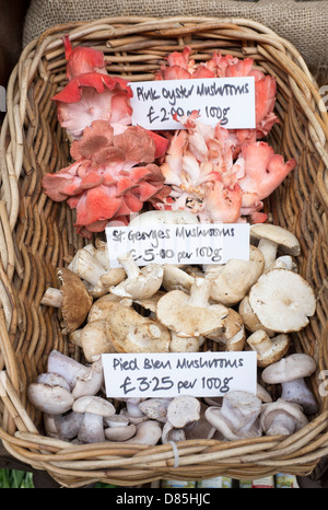 Gourmet Mushrooms on sale at Borough Market Stock Photo