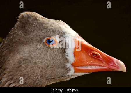 a brown duck whit blue eye in buenos aires argentina Stock Photo