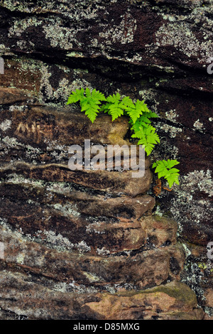 Fern colonies on rock wall near Scott Falls, Au Train, Michigan, USA Stock Photo