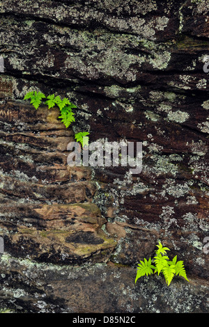 Fern colonies on rock wall near Scott Falls, Au Train, Michigan, USA Stock Photo
