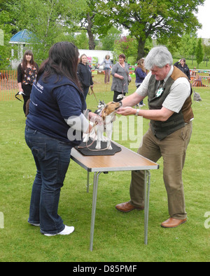 Dog shows brings out varying levels of enthusiasm...NO MODEL RELEASES EDITORIAL USE ONLY. This is a dog show at Brinsbury Agricultural College open day