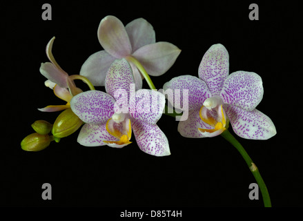 Pink Spotted Phalaenopsis Orchid (Moth Orchid) Stock Photo