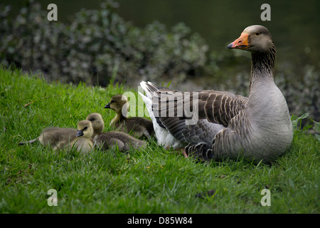 Greylag goose (Anser anser) geese with goslings young birds chicks baby birds common bird fowl graylag in the wild life wildlife Stock Photo