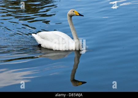 Whooper swan (Cygnuc cygnus) Stock Photo