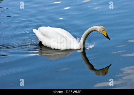 Whooper swan (Cygnuc cygnus) Stock Photo