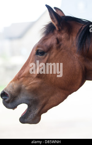 Horse with an open mouth in a stable yard, at Hesteyri Horses, Forest of Dean, Gloucestershire. UK Stock Photo