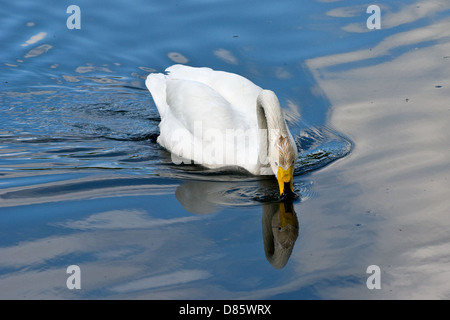 Whooper swan (Cygnuc cygnus) Stock Photo