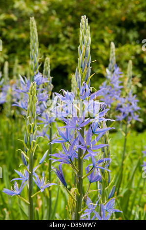 Large Camas plant. Stock Photo
