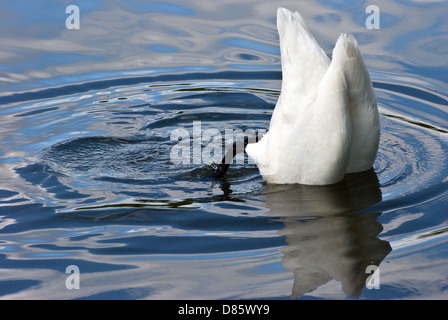 Whooper swan (Cygnuc cygnus) Stock Photo