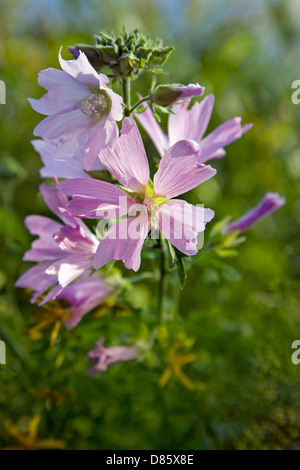 Musk-mallow (Malva moschata) in flower Stock Photo