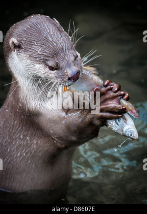 Otter eating fish in zoo Stock Photo