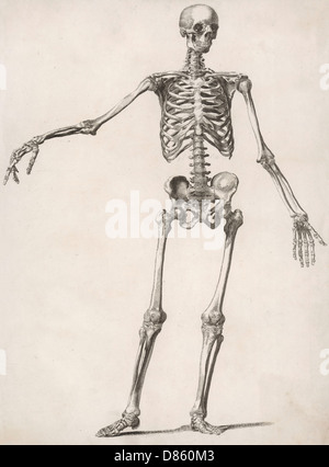 A human skeleton Stock Photo