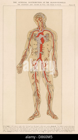 Human body with blood vessels Stock Photo