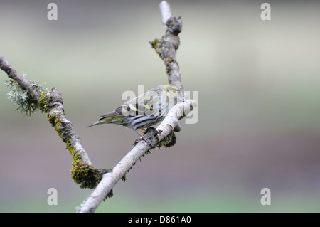 A Siskin (Carduelis spinus) at the RSPB hide Lochwinnoch, Renfrewshire, Scotland, UK. Stock Photo