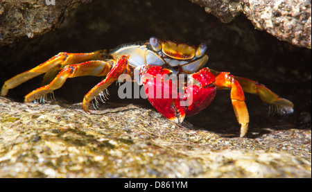 Bright Red Sally Lightfoot Crab on Caribbean Rocks. Stock Photo