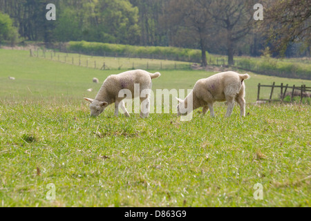 Lambs eating grass in a sunny field in spring. Northumberland. Stock Photo